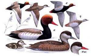 http://www.avibirds.com