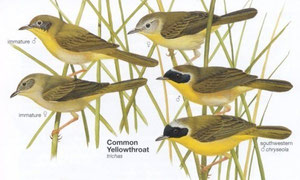 http://www.planetofbirds.com