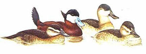 http://www.avibirds.com