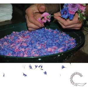 Préparation des fleurs. Moulin de Vallis Clausa