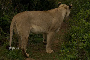 Löwe mit Sender im Addo