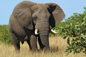 eindrucksvoller Elefantenbulle