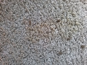 大阪兵庫で家事代行サービスはお掃除上手で快適な暮らしをご提案