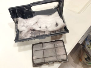 大阪兵庫で家事代行サービスはお掃除上手で快適な暮らしをご提案無くしもの探し