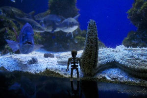 Carpe Diem goes below the surface
