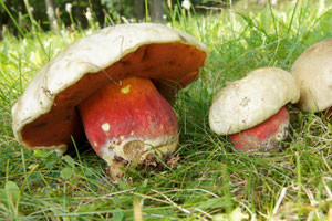 Satanspilz Boletus satanas(Foto:Repro),giftig