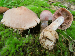 Braunvioletter Dickfuß (Cortinarius anomalus),Speisewert unbekannt