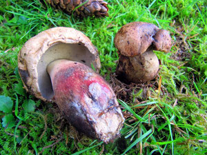 Schönfußröhrling (Boletus calopus),bitter