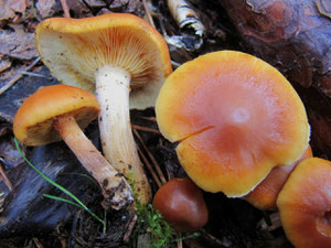 Tannenflämmling (Gymnopilus penetrans),ungenießbar (bitter)