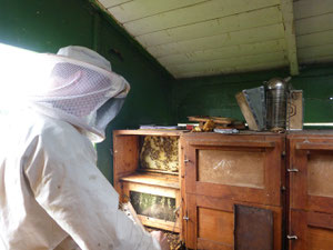 Friedrich Rosenthal beim Entnehmen der Honigwaben zu Ernte des Honigs. Die Bienen sind friedlich. Der Frühtrachthonig ist in diesem Jahr reichlich vorhanden.