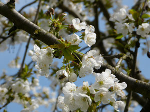 Eine Honigbiene sitzt in einer Blüte des Kirschbaums auf unserem Hof. Sie wird reichlich Nektar finden.