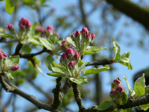 Auch der Apfelbaum steht dieses Jahr schon außergewöhnlich früh am Start und wird schon bald für die Honigbienen auf dem Ökohof Fläming Nektarspender sein.
