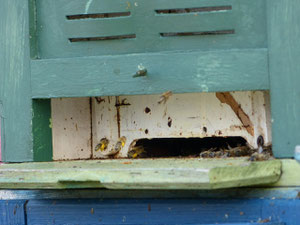 Zahlreiche Honigbienen kehren mit gelben Pollen der Hasel zurück.