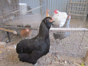 Gallina con barba o "Tojuda"! Criador Dionisio Cambara, Santiago (Chile)