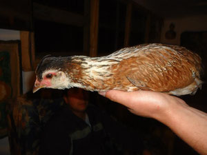 Gallina con copete y barbas! Criador Miguel Paredes, San Vicente de Tagua Tagua (Chile)