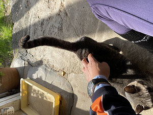 猫のあいさつ