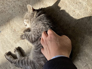 猫を撫でる