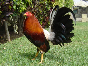 GALLO EL SPEEDY