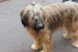 Das ist Tessa noch ein Briard beim Mantrail