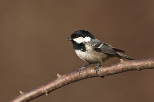 Tannenmeise (Periparus ater) / Coal Tit