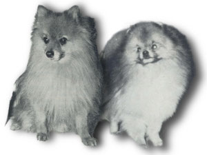 Pomeranian Toy Spitz difference history German Spitz Club