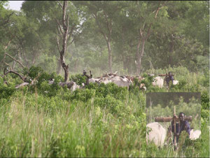 Des troupeaux de boeufs conduites illégalement dans le Parc. 09/06/2012