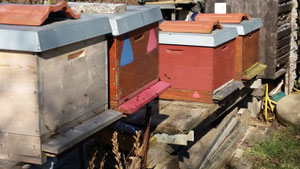Bienenflug am Stand