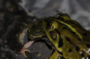 Grenouille verte et Rainette