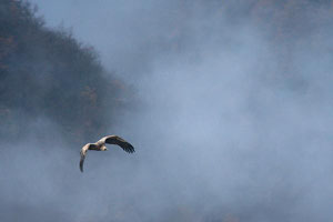 Vautour fauve sortant de la brume