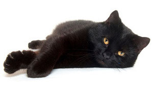 Katze schwarz, Foto: fotolia.com