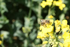 Bienen bei der Arbeit