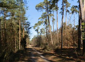 Typische Schneise im Lorscher Wald