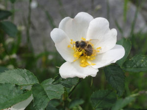 Honigbiene in einer Blüte der Heckenrose