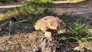 Ein brauner Pilz im Wald