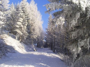 Wandern durch tief verschneite Wälder nahe unserem Haus