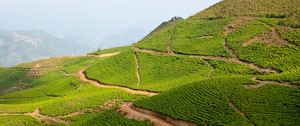 La région du mini TUO CHA: le Yunnan