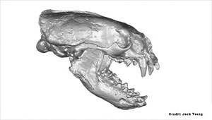 メキシコで発見されたラッコの祖先の頭蓋骨のレンダリング　 Credit: Jack Tseng（クリックで拡大）