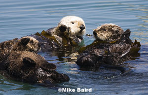 カリフォルニア州モロベイのラッコ©Mike Baird