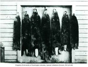 19世紀の終わりまでに、毛皮貿易商は太平洋沿岸にいた15万頭から30万頭と推測されるラッコのほとんどを殺してしまった。 Photo courtesy University of British Columbia