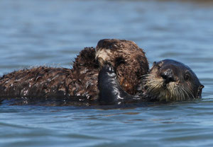 ラッコの親子。エルクホーン湿地帯にて。Photo: Randy Wilder