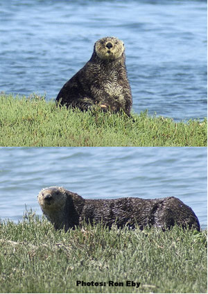 図1  アメリカ・カリフォルニア州エルクホーン湿地帯のラッコ (Photos: Ron Eby).