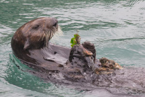 カリフォルニア州モスランディング海岸沖で石にムラサキガイをぶつけて開けるラッコ　Photo by Jessica Fujii