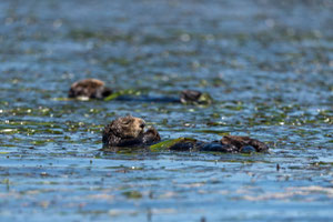 今日のエルクホーン湿地帯のラッコの半数以上が、水族館のラッコプログラムの結果そこに存在する。