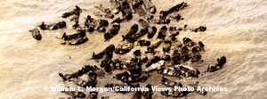 1930年代、ビッグサーの海岸で隔離されたラッコの群れが再発見された。Photo © William L. Morgan/California Views Photo Archives