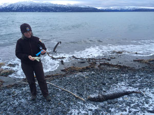 アメリカ魚類野生生物局の生物学者、レスリー・スレイターがラテックスの手袋をはめ、ラッコを扱う。2015年12月22日、ホーマーの砂嘴にて。Credit Photo by Daysha Eaton