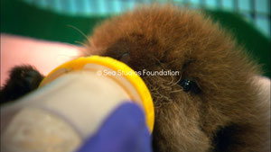 水族館が保護し育てたラッコは野生のラッコの回復に貢献している。Photo © Sea Studios Foundation