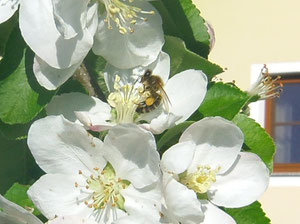 Biene mit Pollenhöschen an den Bienenfüßen