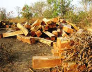 Illegale Holzentnahme in den Pufferzonen des Pendjariparks (Dezember 2012)