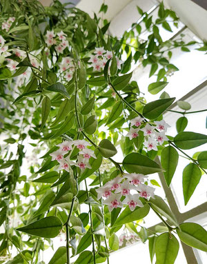 Hoya Hängepflanze in Wien kaufen