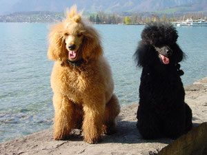 Monty und Goliath